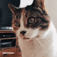 Surprised Big Eyes GIF