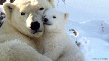 polar bear love GIF