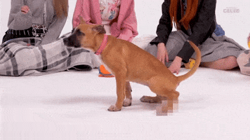 Puppy Puppies GIF by BuzzFeed