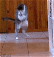 Freak Out Cat GIF