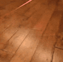 Funny Cat GIF