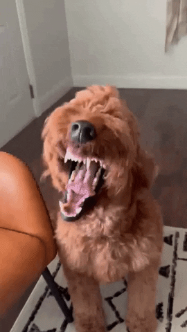 Golden Doodle Smile GIF by Poehlmann Fitness