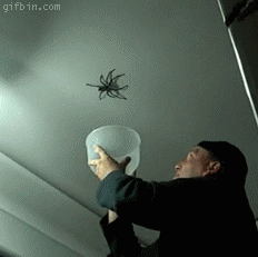spider ceiling GIF