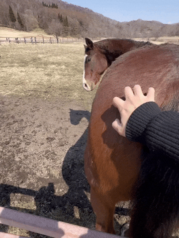 Horse GIF