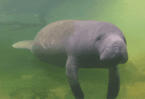 SaveTheManateeClub GIF