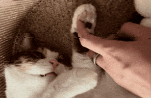 Cat GIF by Furrend