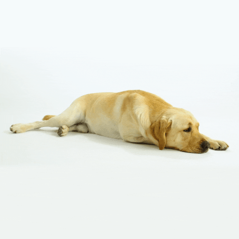 kngfgeleidehonden dog tired sleep boring GIF