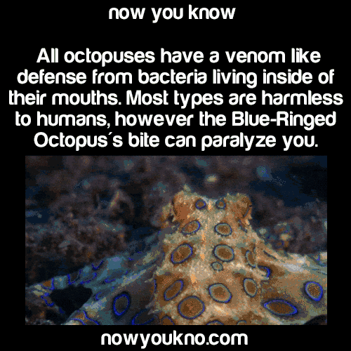 Video gif. Footage of a blue-ringed octopus breathing. Text: "Now you know. All octopuses have a venom like defense from bacteria living inside of their mouths. Most types are harmless to humans, however the Blue-Ringed Octopuses bite can paralyze you."