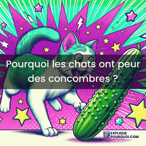Chats Concombres GIF by ExpliquePourquoi.com