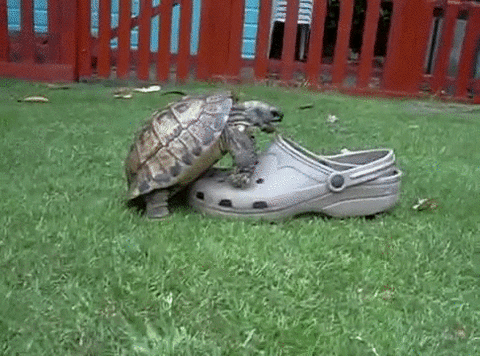 tortoise finds GIF
