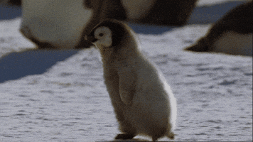 Wildlife gif. A baby penguin races happily on top of packed snow.