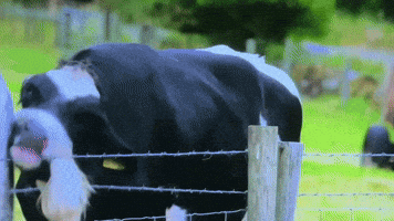 Cow GIF by lol jay