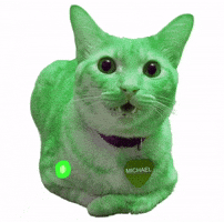 Funny Cat GIF