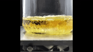 Dab GIF