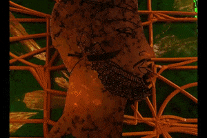 200.gif?cid=fc005b08da5e695a4e89dd0ec89ae7733e158112f59403bf&rid=200.gif&ct=g
