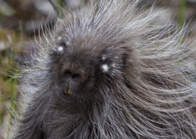 Laugh Porcupine GIF by U.S. Fish and Wildlife Service