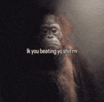 Monkey Ape GIF