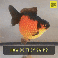 Gold Fish Swimming GIF by 60 Second Docs