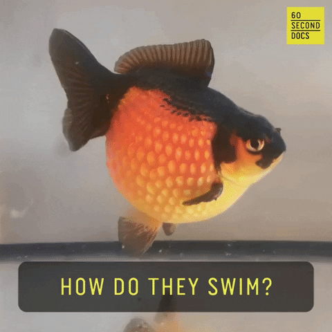 Gold Fish Swimming GIF by 60 Second Docs