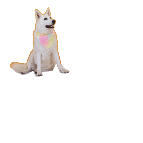 pet na tigela Sticker