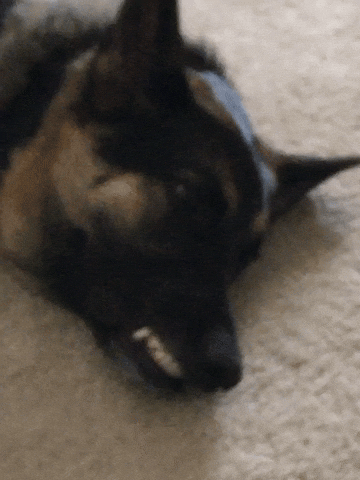 Shenandoah Shepherd Rescue GIF