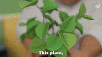 plant gif