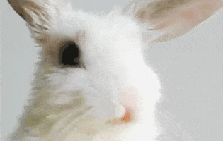 baby animal bunny GIF