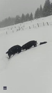 Pig Family Goes the Whole Hog Tunneling Through Austrian Snow