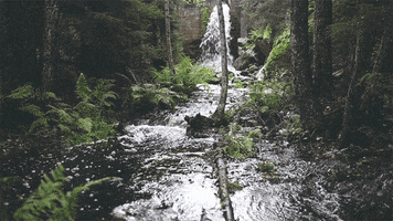 National Park Forest GIF by subtlestrokes
