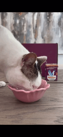 Cat Food GIF by Made by Nacho