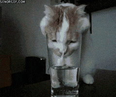 cat drinking GIF