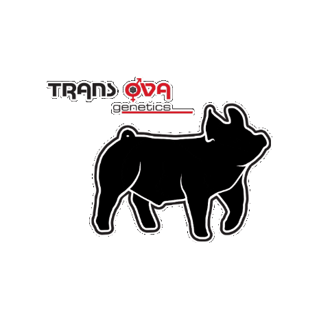 Stock Show Sticker by Trans Ova Genetics