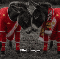 Raja Casablanca GIF