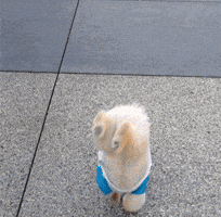 dog tricks GIF