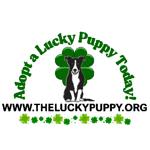 Adopt New York Sticker by Morgan