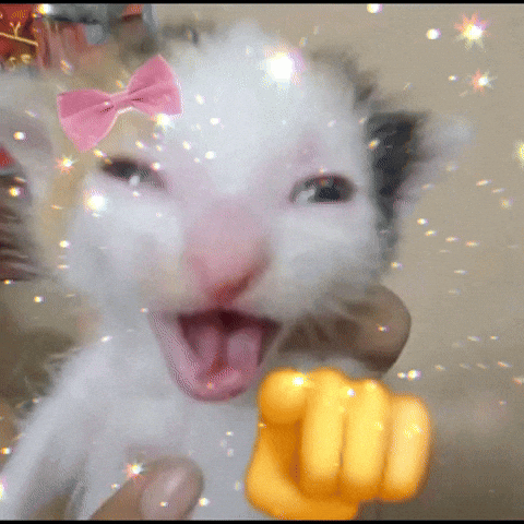 Cat Laughing GIF