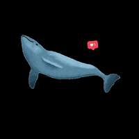 Endangered Species Whale GIF by CCB