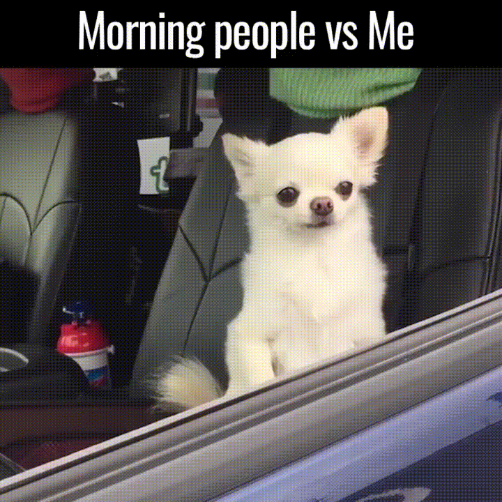 morning person vs night owl meme