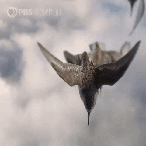 Loop Soar GIF by Nature on PBS