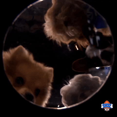 Animal Planet Love GIF by Puppy Bowl