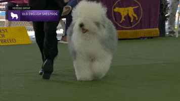 Old English Sheepdog Dogs GIF by Westminster Kennel Club