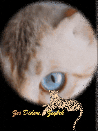 Eyes Jaguar GIF by Didem Zeybek