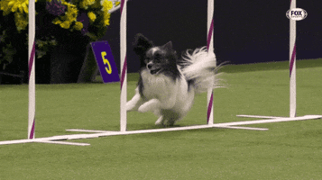 Dogs Training GIF by Westminster Kennel Club
