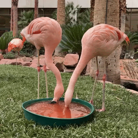 CaesarsRewards fabulous vegas las vegas flamingo GIF