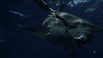 Attack Discovery GIF by Shark Week