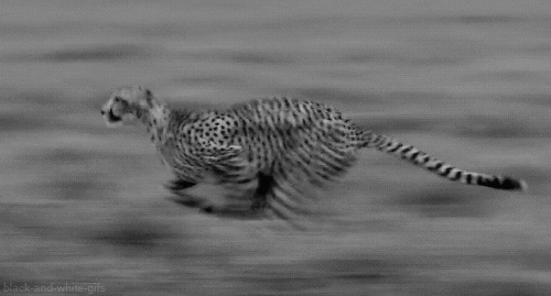 Black And White Cheetah GIF - Find & Share on GIPHY