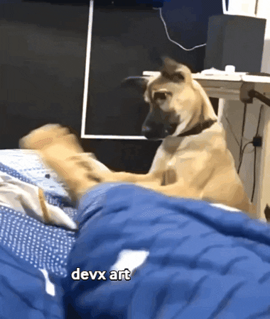 Video gif. A light brown dog violently shakes a human leg underneath a blue blanket. It stops to look at the person with innocent eyes. 