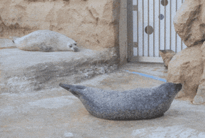 Seal GIF