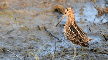 Wilsons Snipe Birds GIF by U.S. Fish and Wildlife Service