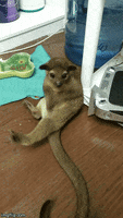 Goofball GIF